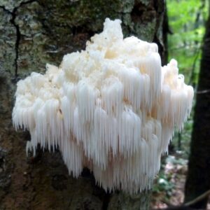 Lion's Mane Grow Kit